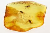 Detailed Fossil False Flower Beetle, Fly & Fungus Gnat in Baltic Amber #343310-1